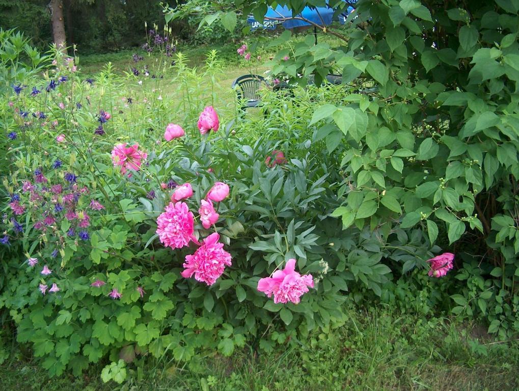 Bed and Breakfast Jokelan Kartano Hollola Exterior foto